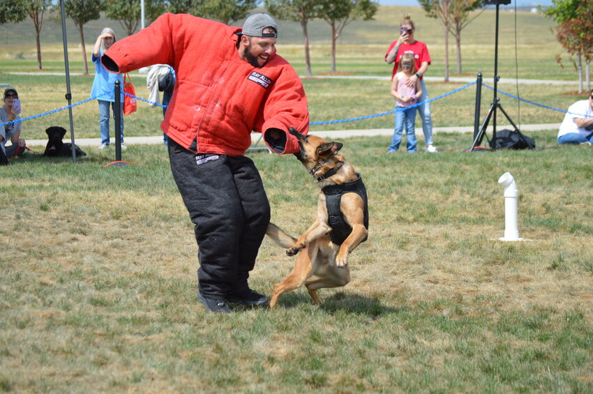 A K-9 bite demonstration was given during the second annual RexRun, held Aug. 26, 2023, at the Arapahoe County Fairgrounds.